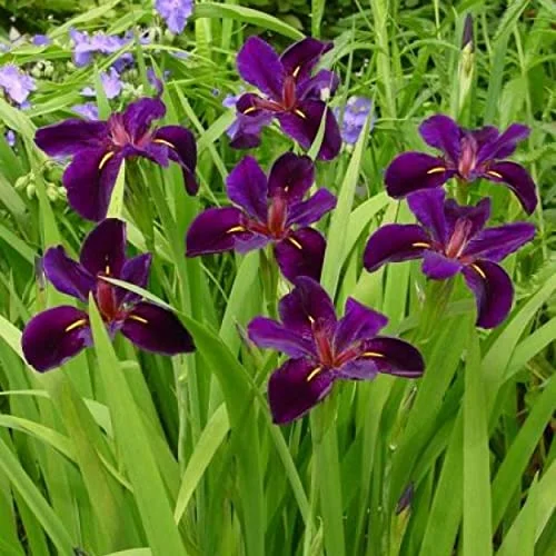 best bog filter plants